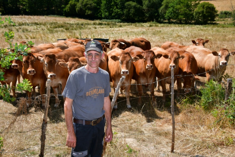 L'éleveur Pascal Mareix devant ses vaches à Mazeirat, le 7 juillet 2026 dans la Creuse