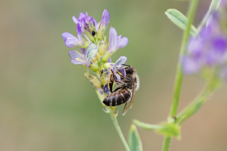 Une abeille butine de la luzerne, à Bouleuse, dans la Marne, le 6 août 2026