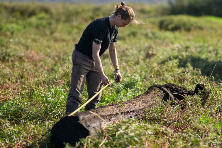 Une coutelière de l'atelier JHP mesure un tronc de chêne en cours de fossilisation, appelé morta, extrait de la tourbe du marais de Brière, à Saint-André-des-Eaux, en Loire-Atlantique, le 15 octobre 2025 