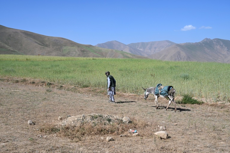 Muhammad Amin marche avec son âne dans la zone de Shiwa, en Afghanistan, le 28 juillet 2026
