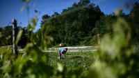 Un ouvrier agricole récolte des salades au domaine viticole Château Le Parvis de Dom Tapiau, à Camblanes-et-Meynac, le 7 mai 2026