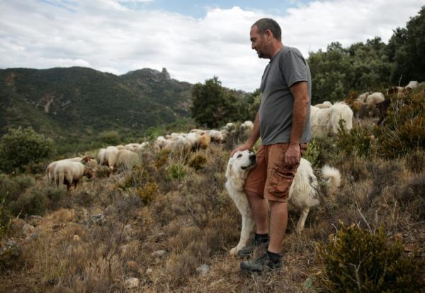 Frédéric Bichon et son troupeau à Cucugnan (Aude), le 21 août 2021