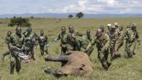Des vétérinaires kényans et des rangers se précipitent pour aider une femelle rhinocéros sédatée à des fins de relocalisation, dans le parc national de Nakuru, au Kenya, le 7 juin 2025