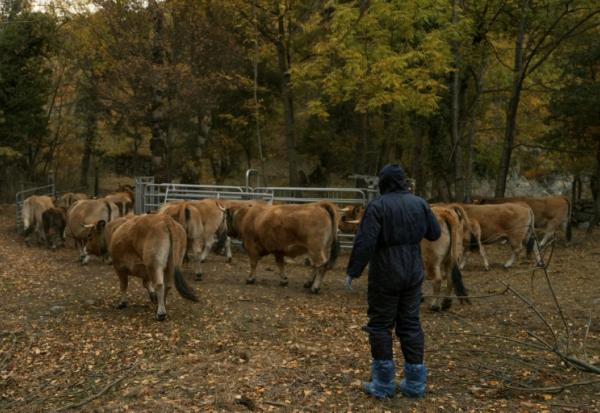 Un vétérinaire s'approche de vaches destinées à être euthanasiées, en raison du risque d'infection par la dermatose bovine, à Thuès-Entre-Valls (Pyrénées-Orientales), le 3 novembre 2025