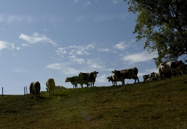 Face à la propagation de la dermatose nodulaire contagieuse dans les troupeaux bovins de trois régions françaises, le gouvernement a décidé de suspendre les exportations d'animaux vivants pendant quinze jours