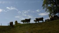 Face à la propagation de la dermatose nodulaire contagieuse dans les troupeaux bovins de trois régions françaises, le gouvernement a décidé de suspendre les exportations d'animaux vivants pendant quinze jours