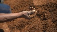 Un ouvrier agricole trie des feuilles de thé rooibos avant leur conditionnement, le 27 février 2017 dans le district de Clanwilliam, en Afrique du Sud