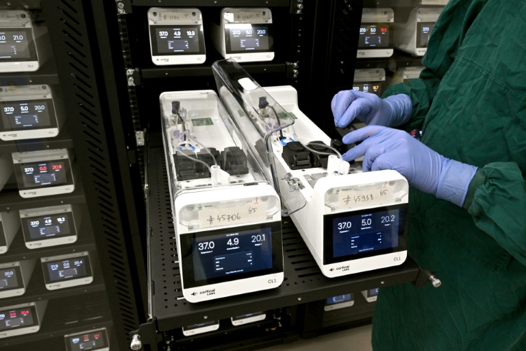 Des neurones cultivés en laboratoire placés dans des serveurs de l'entreprise australienne Cortical Labs à Melbourne, le 5 mai 2026 
