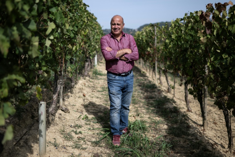 Filippo Mobrici, président du Consorzio Barbera d'Asti, le 21 septembre 2026 dans un vignoble près de la ville italienne d'Asti