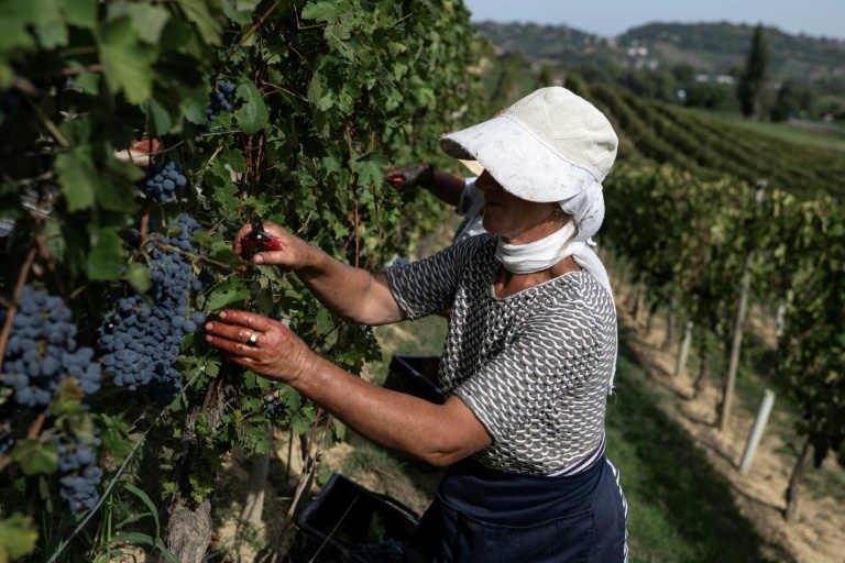Une vendangeuse dans le vignoble d'Agliano Terme, près de la ville d'Asti, dans le nord-ouest de l'Italie, le 21 septembre 2026 