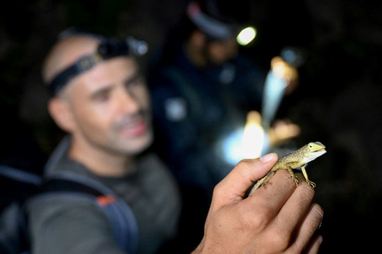 Pablo Sinovas, de l'ONG Fauna & Flora, avec un lézard en main dans une grotte de Phnom Proek, dans la province de Battambang, au Cambodge, le 22 juillet 2025