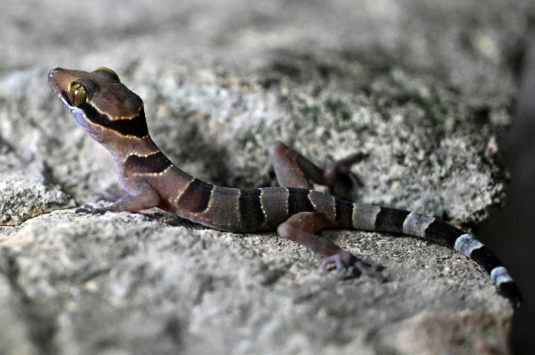Un gecko photographié dans une chambre d'hôtel de Phnom Proek, dans la province de Battambang, au Cambodge, le 22 juillet 2025