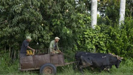 Des agriculteurs circulent en charrette à bœufs dans une rue de Bauta, dans la province d'Artemisa, le 27 juin 2026 à Cuba