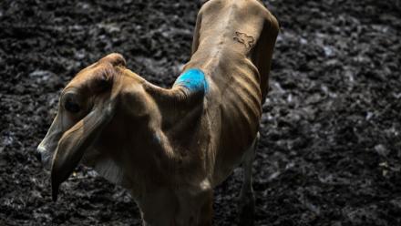 Une vache au marché aux bestiaux de Sensuntepeque, au Salvador, le 1 octobre 2026