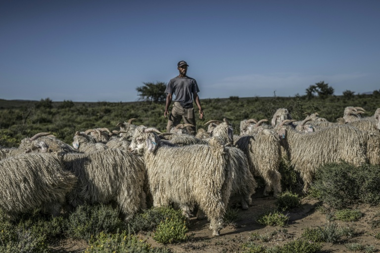 Des chèvres mohair et leur berger dans un pâturage dans les environs de la ferme Wheatlands, à Graaf-Reinet, en Afrique du Sud le 4 mars 2026.