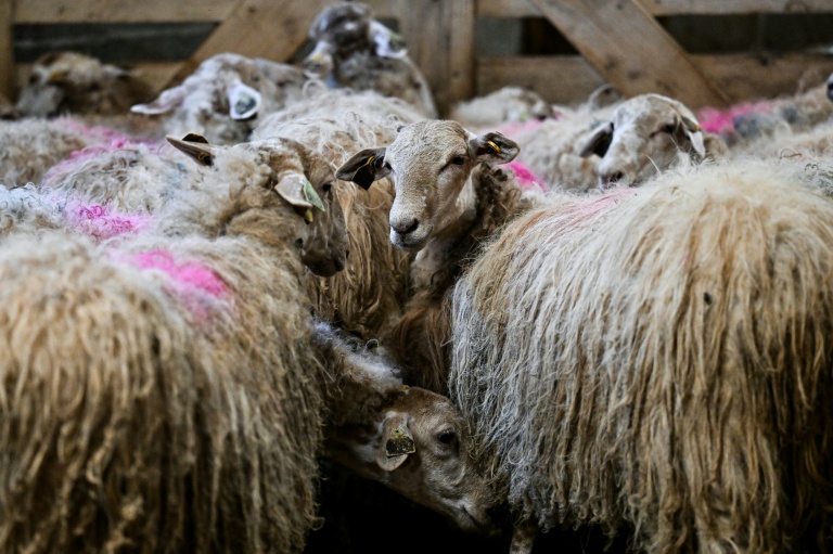 Des moutons lors d'une campagne de vaccination au Haut-Corlay, en Bretagne, le 12 août 2025