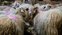 Des moutons lors d'une campagne de vaccination au Haut-Corlay, en Bretagne, le 12 août 2025