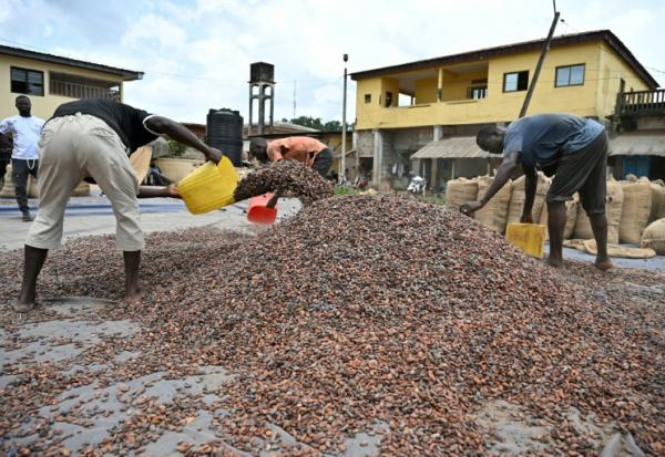 Des ouvriers ramassent des fèves de cacao sur la place d'Aboisso, dans le sud-est ivoirien, le 17 mars 2026