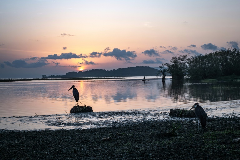 Des marabouts sur les rives du lac Dembel, le 21 mai 2025 à Batu, en Ethiopie