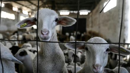 Des brebis dans une ferme de Lagkadas, près de Thessalonique, le 19 février 2026, en Grèce