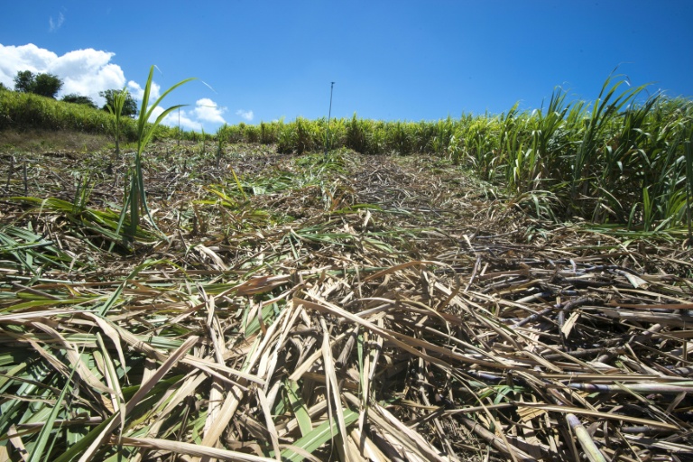 En Guadeloupe, la sécheresse met en péril la future récolte de canne à sucre