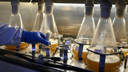 Un chercheur travaille dans le laboratoire de vaccins de la société pharmaceutique Panacea Biotec, le 29 janvier 2026 à New Delhi, en Inde