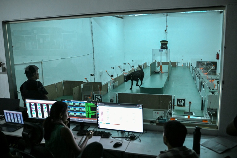 Des employés observent le comportement d'un chien lors d'un test de détection au laboratoire du site de Dognosis, le 28 juillet 2026 à Kempohalli, en périphérie de Bangalore, en Inde