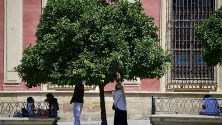 Des personnes se protègent de la chaleur à l'ombre d'un arbre pendant la vague de chaleur extrême qui frappe Séville en Espagne, ville où les températures dépassent les 40°C, le 12 août 2025