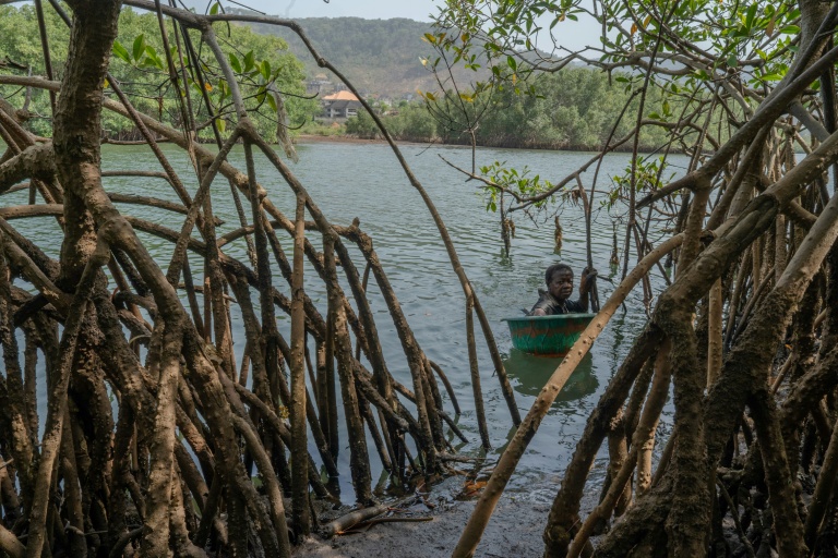Milicent Turay ramasse des huîtres dans la rivière Numéro Deux, au milieu des mangroves de Freetown, le 13 avril 2026, en Sierra Leone