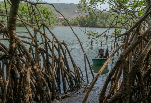 Milicent Turay ramasse des huîtres dans la rivière Numéro Deux, au milieu des mangroves de Freetown, le 13 avril 2026, en Sierra Leone