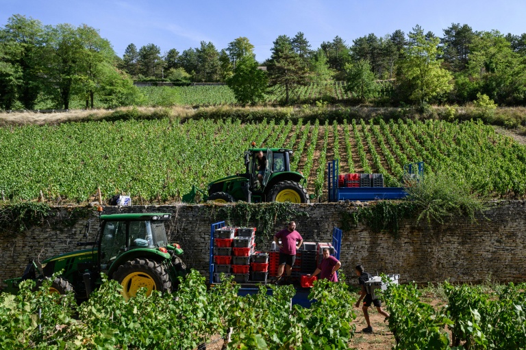 Les vendanges à Beaune, en Côte d'Or, le 2 septembre 2026