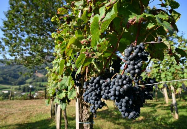 Des vignes à Saint-Etienne-de-Baïgorry, dans les Pyrénnées-Atlantiques, le 19 septembre 2025