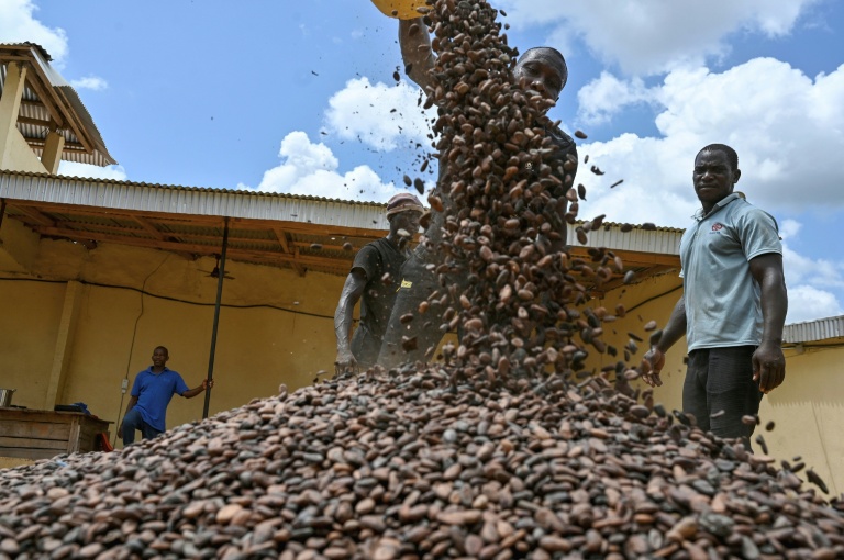 Des fèves de cacao dans une coopérative, à Divo, en Côte d'Ivoire, le 20 octobre 2025