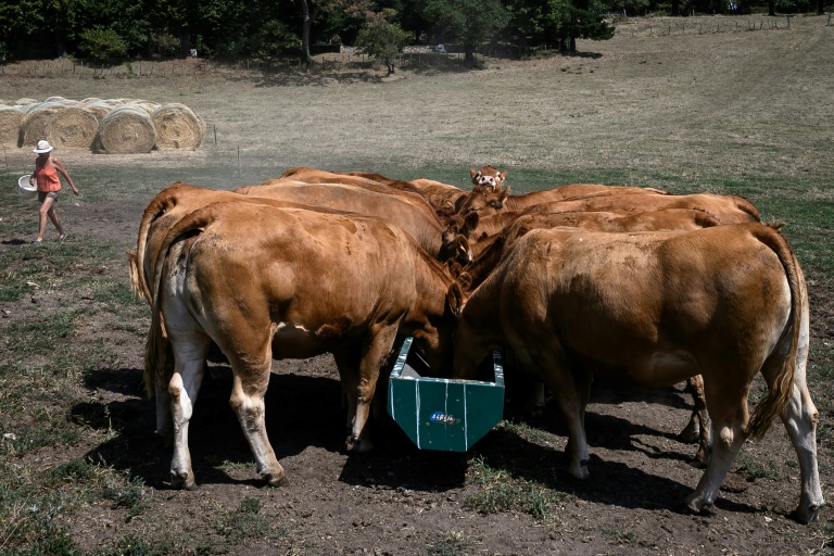 Des vaches paissent à Brignais, près de Lyon, en pleine canicule, le 12 août 2025
