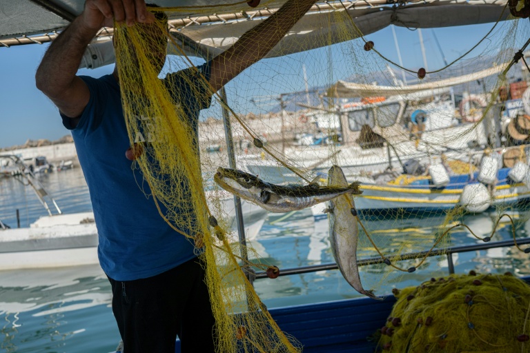 Alexis Charlambakis, un pêcheur grec, montre deux poissons-ballons pris dans ses filets à Ierapetra, en Crète, le 3 juin 2026