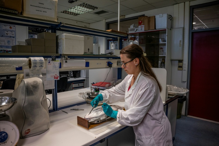 La biologiste marine Thekla Anastasiou étudie un poisson-ballon au Centre hellénique de recherche marine (HCMR), à Héraklion, en Crète, le 4 juin 2026 