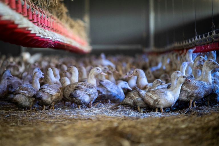 Des canes élevées pour la production de foie gras confinées dans un hangar à Sarrant (Gers) le 28 novembre 2022, pour prévenir la propagation de la grippe aviaire