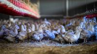 Des canes élevées pour la production de foie gras confinées dans un hangar à Sarrant (Gers) le 28 novembre 2022, pour prévenir la propagation de la grippe aviaire