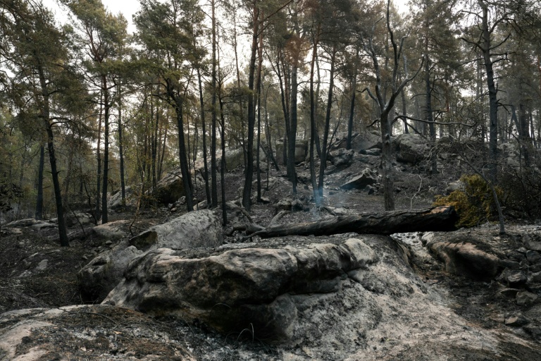 Une zone brûlée par un incendie dans la forêt de Fontainebleau, le 14 juillet 2026à Noisy-sur-Ecole, en Seine-et-Marne