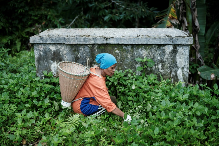 Lakina, qui possède 10 girofliers, utilise une machette pour défricher le terrain sur l'île de Ternate, le 11 avril 2025 en Indonésie