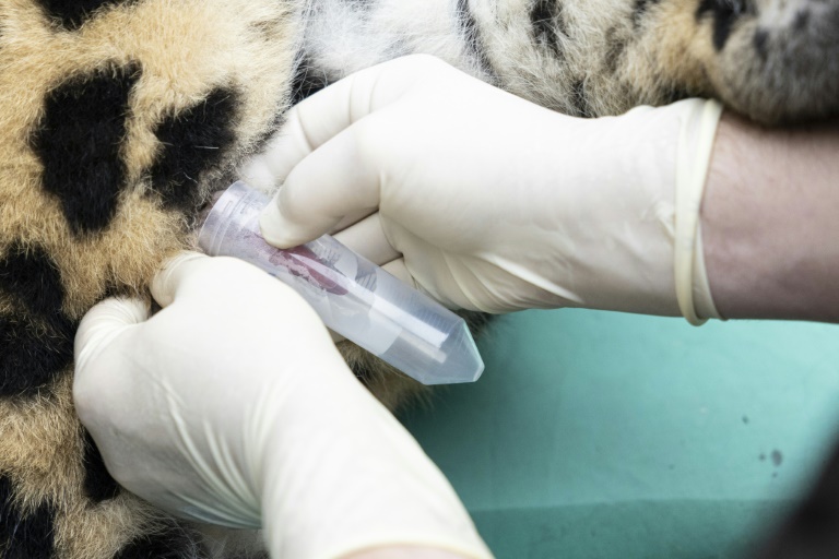 Baruto, panthère mâle de l'Amour, subit un prélèvement de sperme sous anesthésie, le 9 octobre 2025 au zoo de Mulhouse, dans le Haut-Rhin