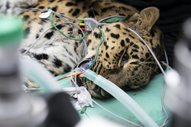 Baruto, une panthère de l'Amour mâle âgé de 14 ans, est anesthésié pour un prélèvement de sperme au zoo de Mulhouse, le 9 octobre 2025 dans le Haut-Rhin
