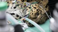 Baruto, une panthère de l'Amour mâle âgé de 14 ans, est anesthésié pour un prélèvement de sperme au zoo de Mulhouse, le 9 octobre 2025 dans le Haut-Rhin