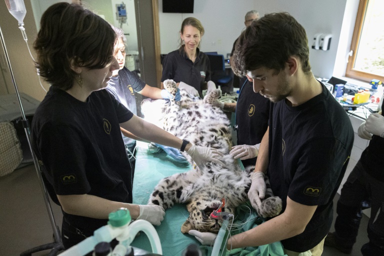 Des vétérinaires procèdent à l'insémination artificielle de Khala, une femelle panthère de l'Amour, le 9 octobre 2025 au zoo de Mulhouse, dans le Haut-Rhin