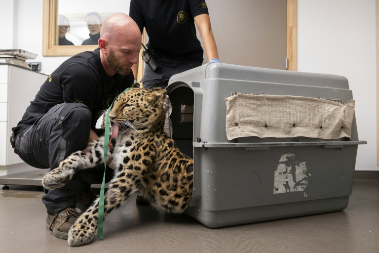 Le vétérinaire Benoît Quintard, directeur du Parc zoologique de Mulhouse, tient Khala, une panthère femelle de l'Amour, après une procédure d'insémination artificielle, le 9 octobre 2025