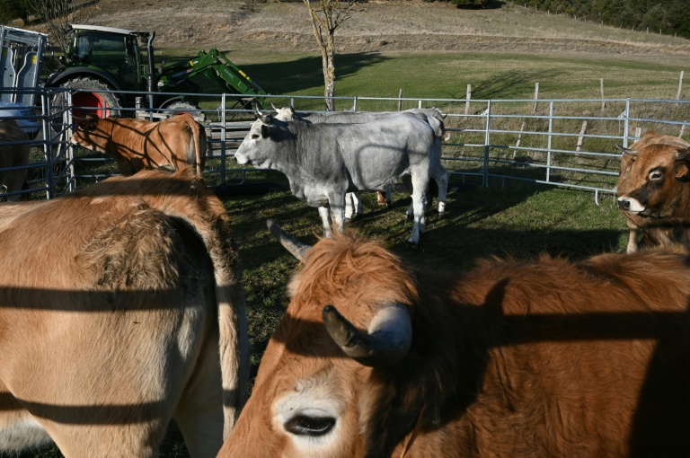 Des vaches vaccinées contre la dermatite nodulaire contagieuse (DNC) à Pomy, le 17 décembre 2025 dans l'Aude