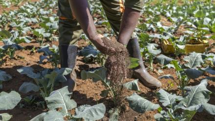 George Muturi applique du lombricompost, un engrais organique, sur sa parcelle de brocoli dans sa ferme du district de Lari, comté de Kiambu, au Kenya, le 12 août 2026.