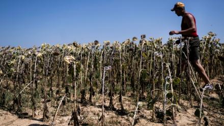 Un agriculteur italien inspecte un champ de tournesols grillée par la chaleur à Bene Vagienna, un village près de Cuneo, dans le nord-ouest de l'Italie, le 6 août 2026
