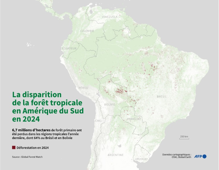 La disparition de la forêt tropicale en Amérique du Sud en 2024