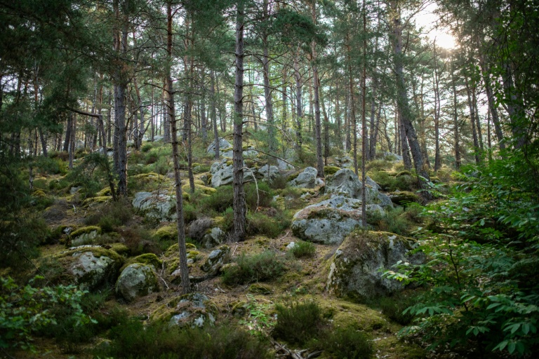 Une section de la forêt de Fontainebleau près de Noisy-sur-Ecole, le 6 août 2025 en Seine-et-Marne